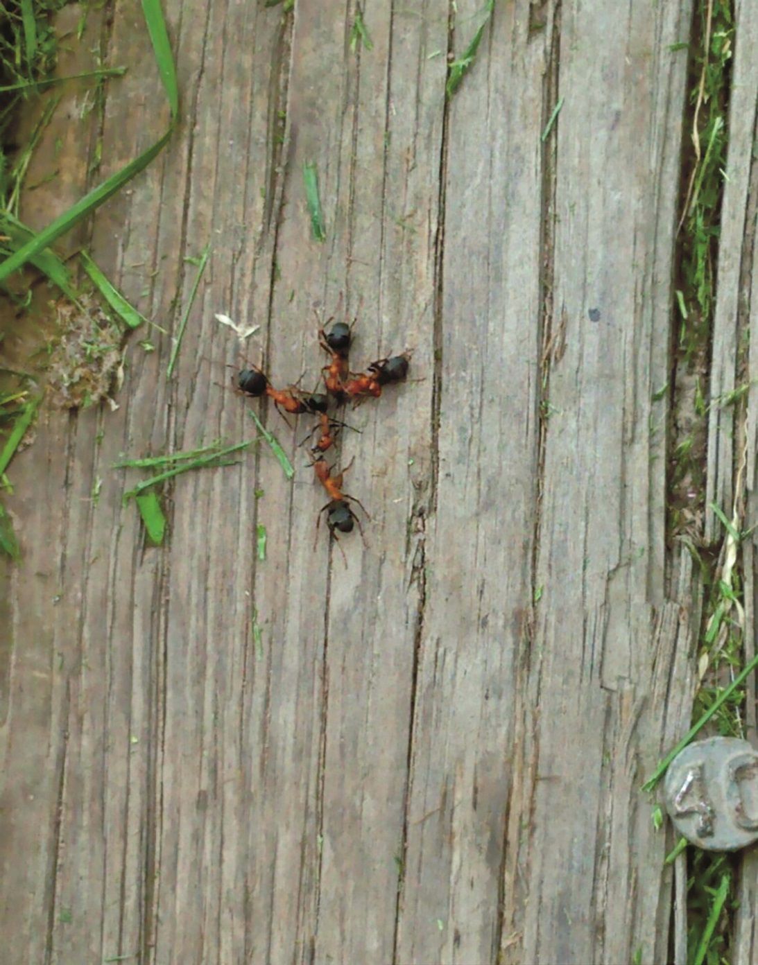 These ants made a cross that brought brought a farmer comfort (photo courtesy Susan Topham)