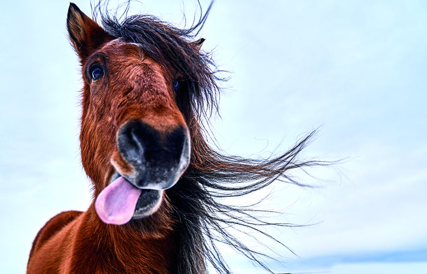 Horse sticking out its tongue
