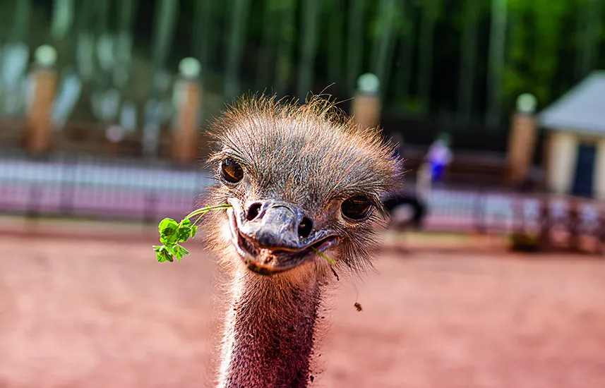 A smiling ostrich with grass in its nib