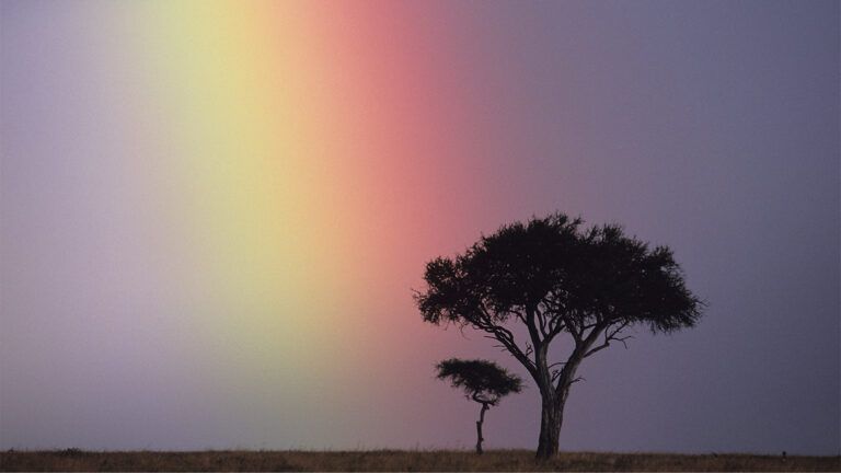 A rainbow over a tree
