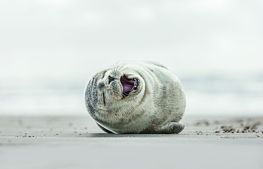 A joyful seal flopping around on the beach