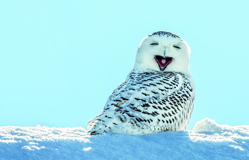 Snowy owl sitting on the ground