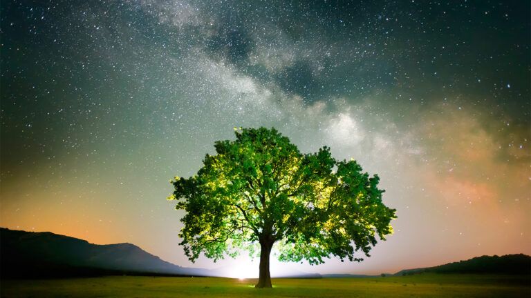 Tree under a starry sky