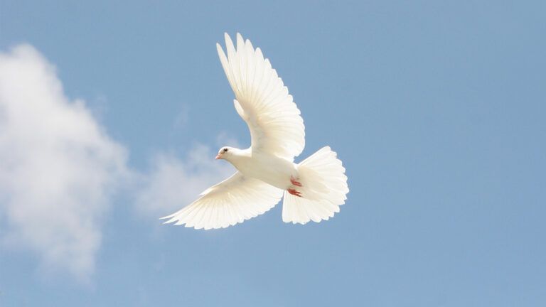 White dove flying in the sky