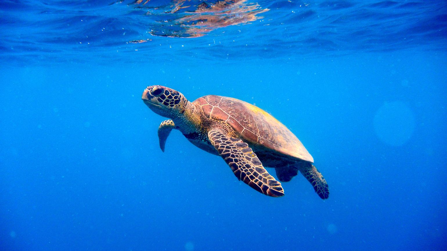 A sea turtle is an example of creation by God's hands