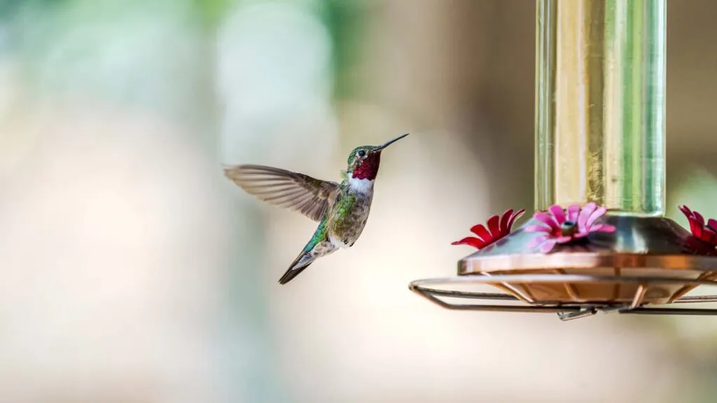 hummingbird