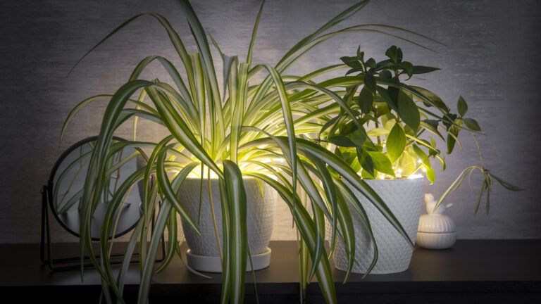Houseplants warmed by light