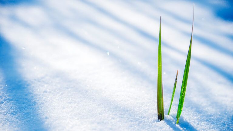 A blade of green grass peeks out from a blanket of snow