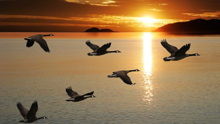 Flock of geese in flight; Getty Images