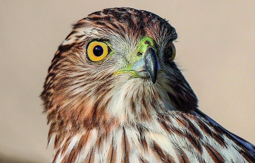 A juvenile Cooper's hawk