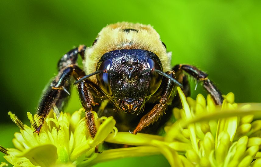 A female Eastern carpenter bee