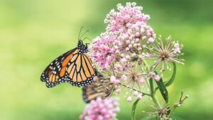 A monarch butterfly rests on milkweed; photo by Annie Otzen/Getty Images