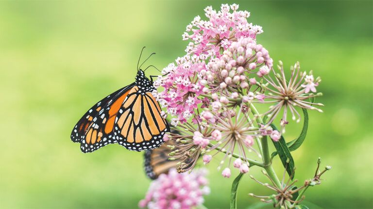 A monarch butterfly rests on milkweed; photo by Annie Otzen/Getty Images