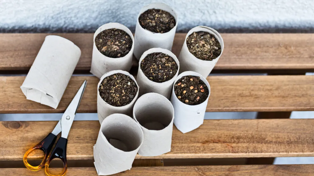 Toilet rolls as seed starters