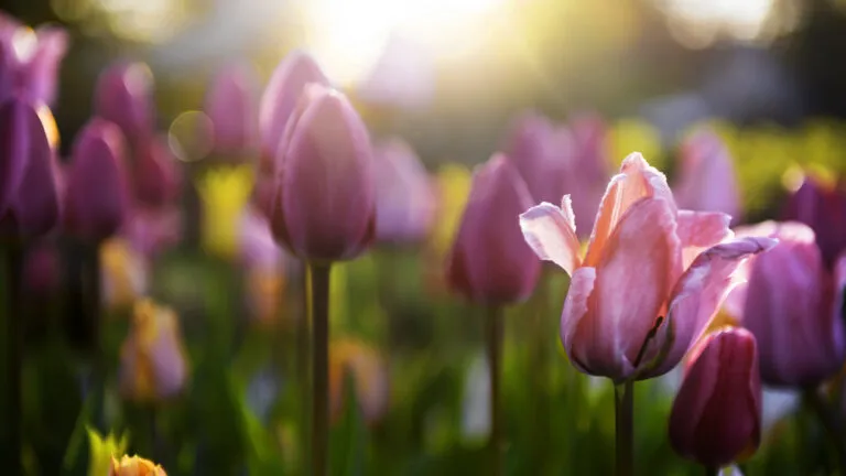 Spring tulips