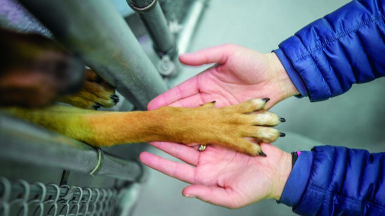 A pair of hands holding a dog's paw