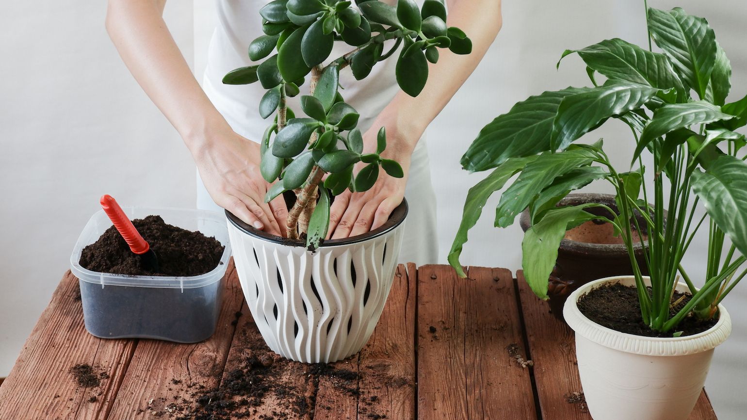 The Freedom and Beauty of Re-Potting a Plant | Guideposts