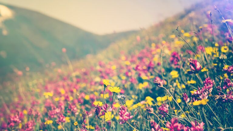 A mountain meadow of wild flowers