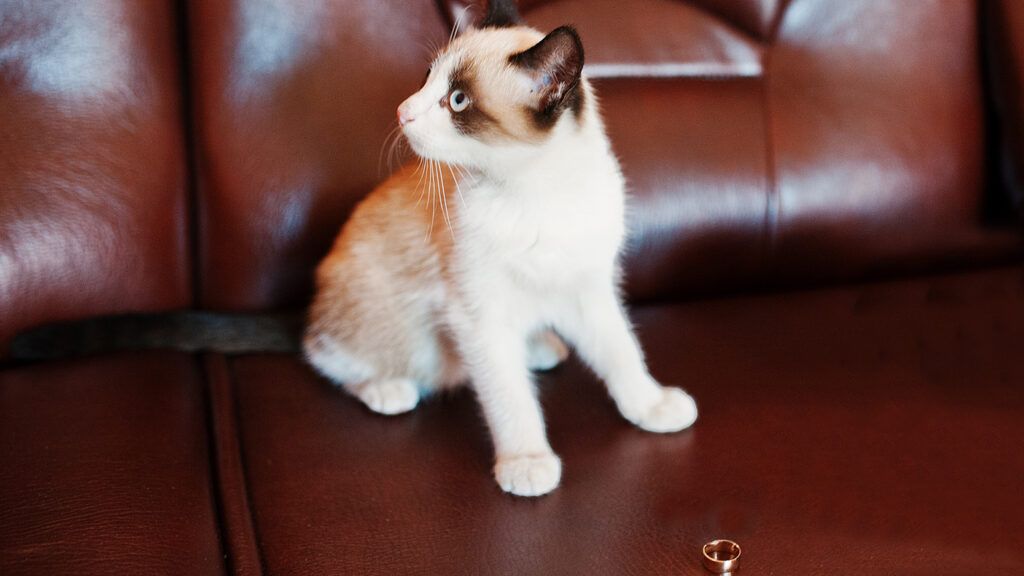 A kitten with a wedding ring; photo by Getty Images