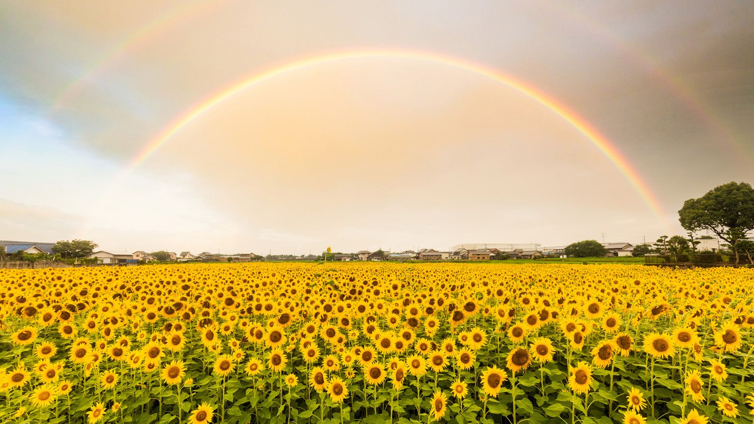Rainbow over a sunflower field; Getty Images