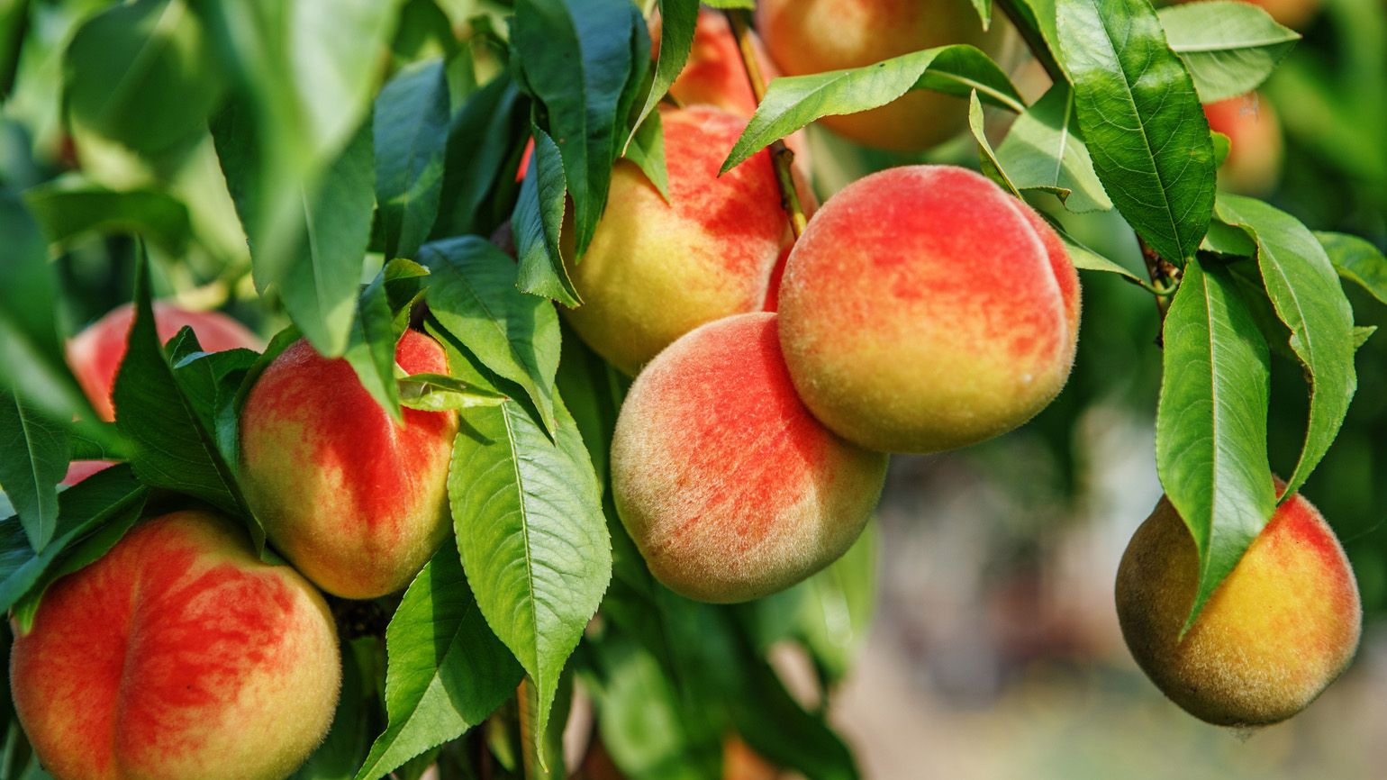 Ripe peaches on tree; Getty Images