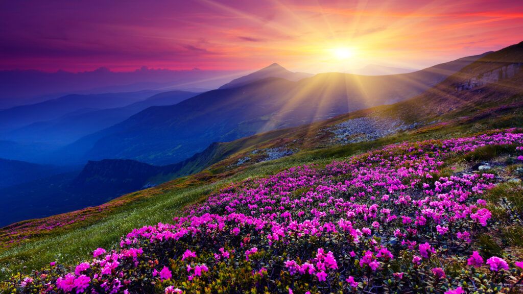 A flower field at sunset can tell us what does heaven look like