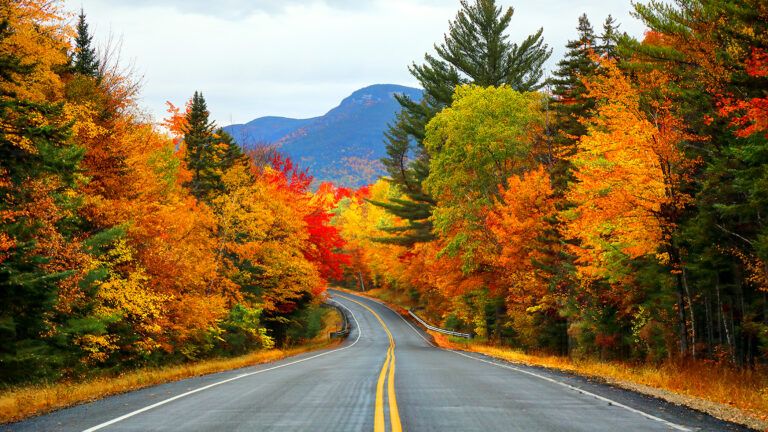 Highway surrounded by fall trees