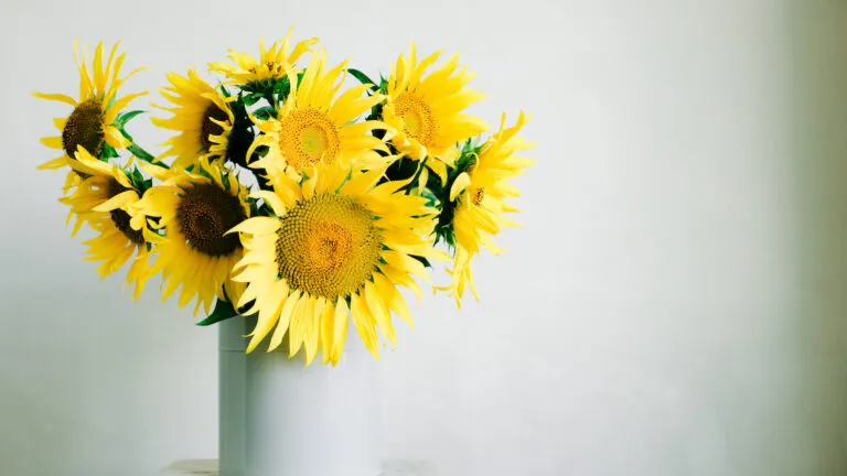 Sunflowers