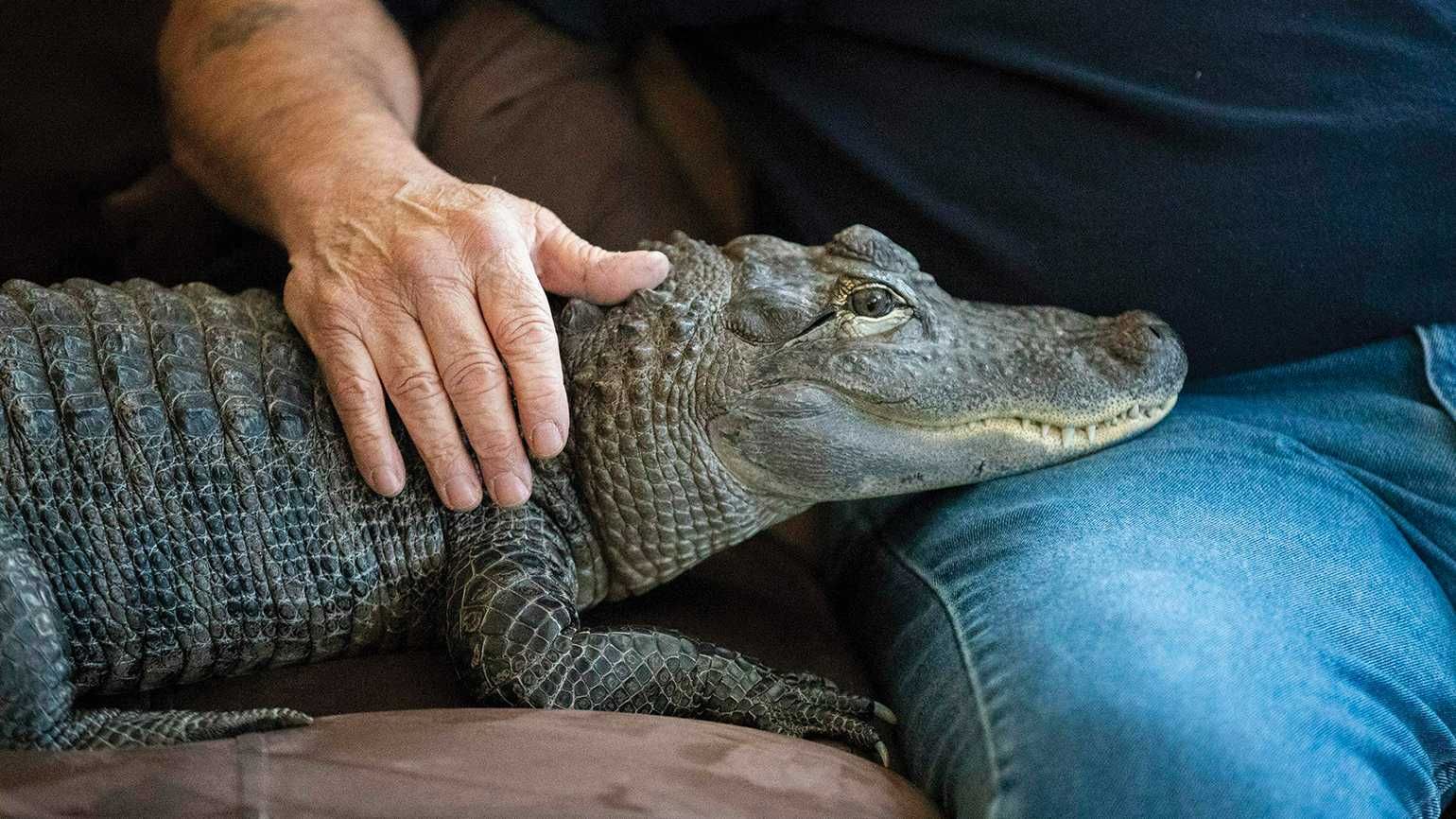 Wally the alligator sits on lap in inspiring stories of animals helping humans