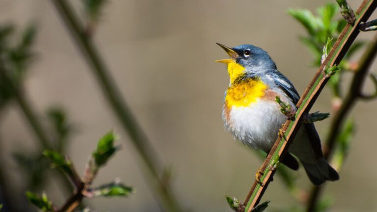 A singing bird