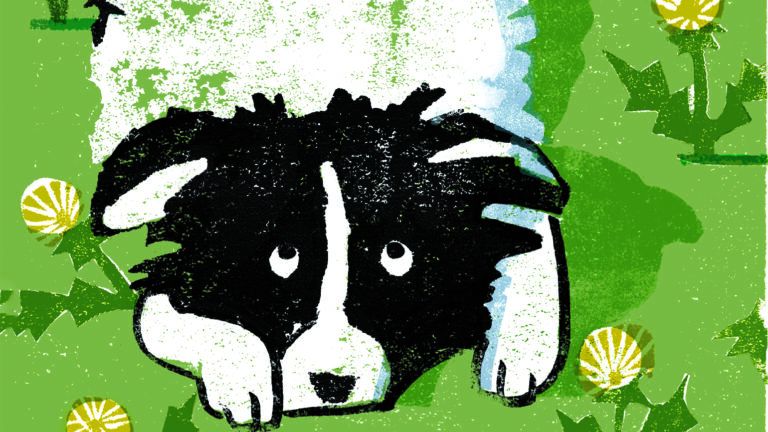 Illustration of a black and white border collie