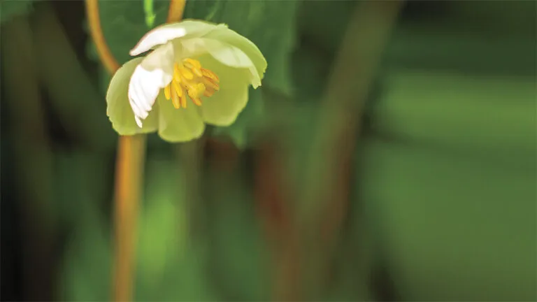 A Mayapple plant; credit: Shutterstock