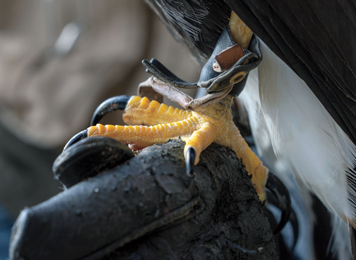 A bird's talons on Rodney's falconer's glove; photo by James Kegley