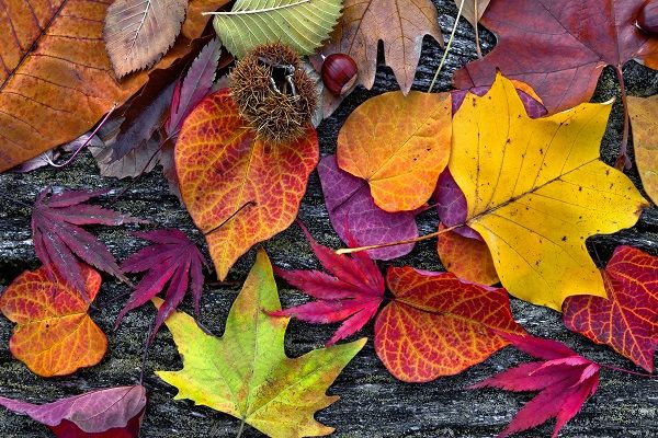 Multicolored autumn leaves