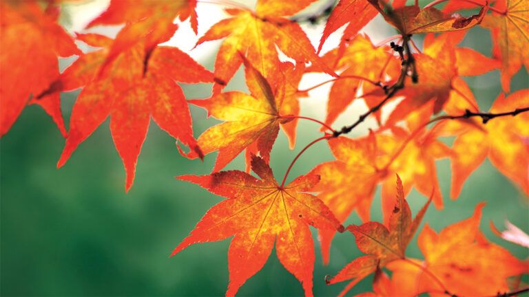 Autumn leaves; Marcel/Stocksy