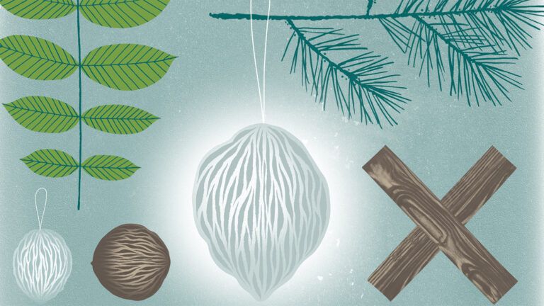 Illustration of a walnut ornament; By Lisa Ballard