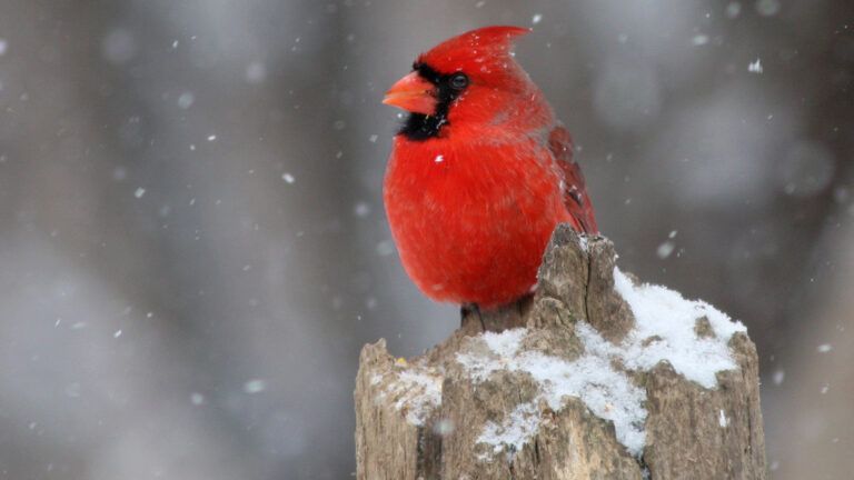 A bright red cardinal