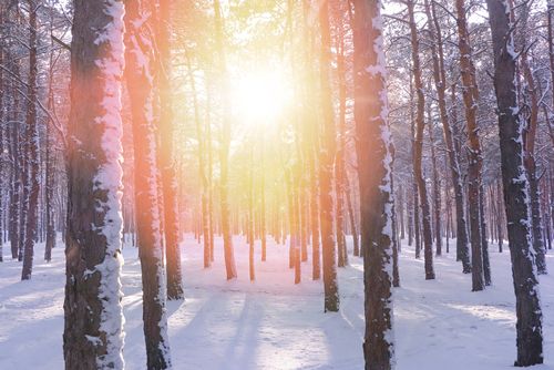 The sun shines through on a snowy winter's day