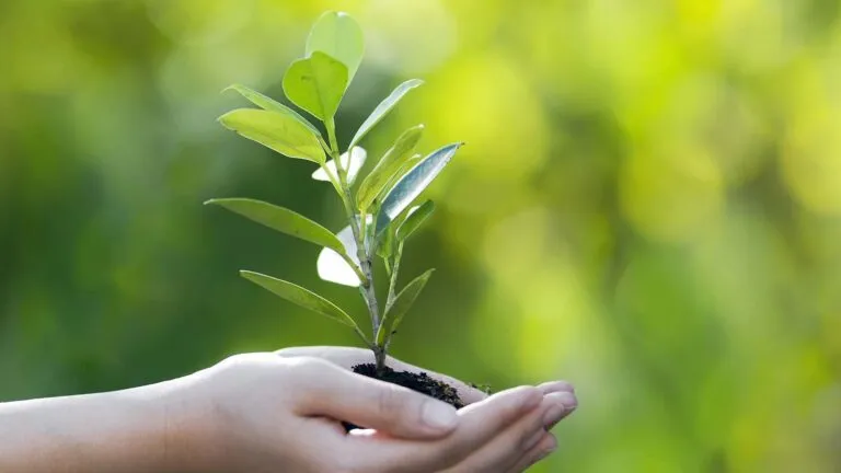 Cupped hands holding a sprouting plant to signify the green colors of lent