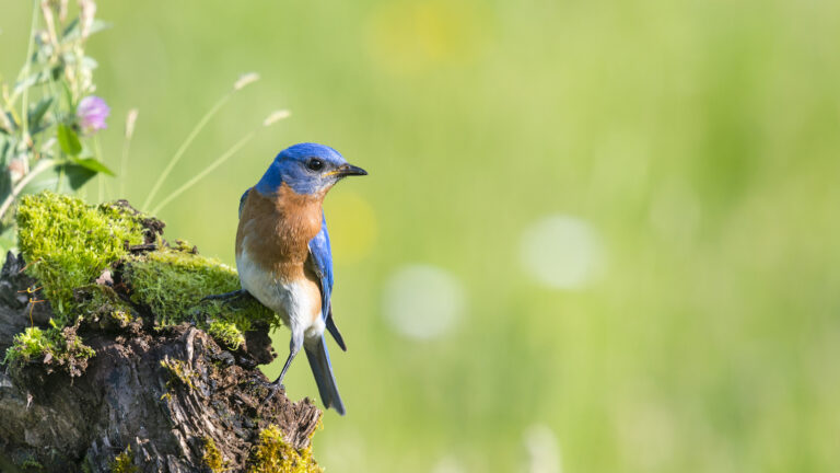 Bluebird perched on a branch