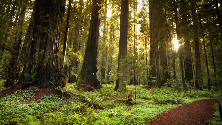 Forest of redwoods to visit during your green Lent