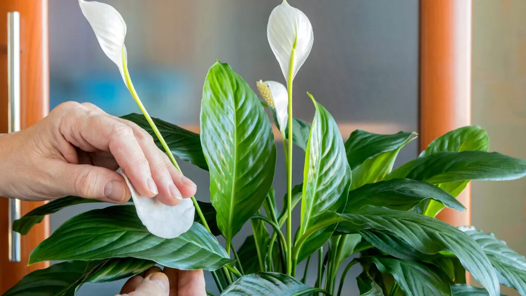 A peace lily plant for forgiveness