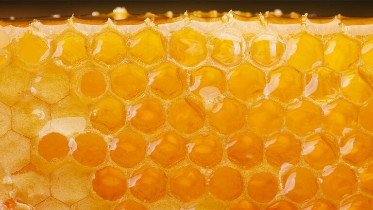 A honeycomb filled with honey