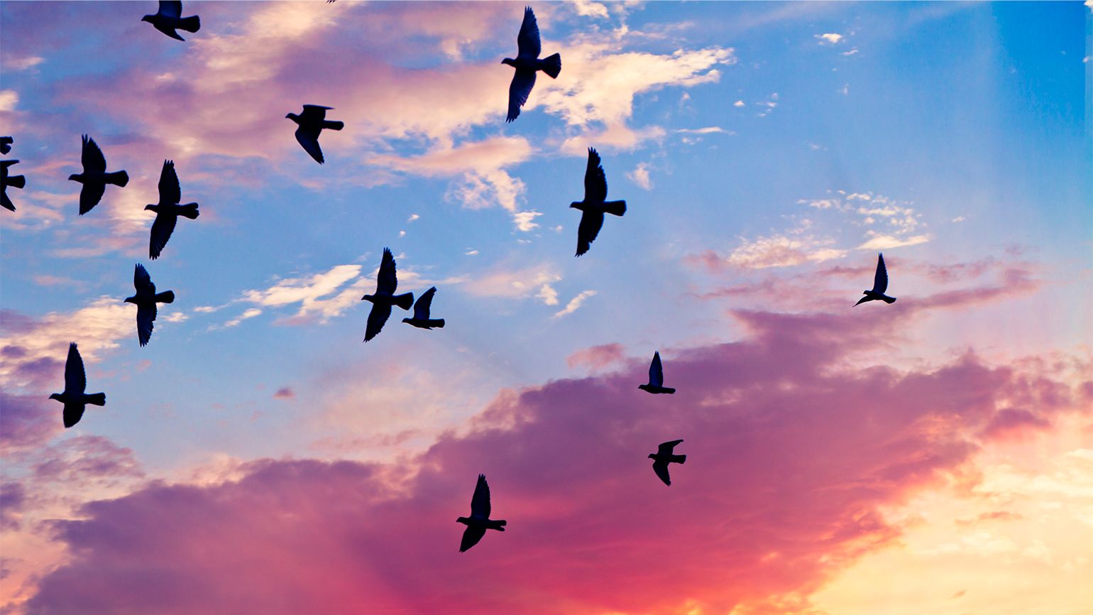 Royalty-free image: Birds in flight at sunset; Getty Images